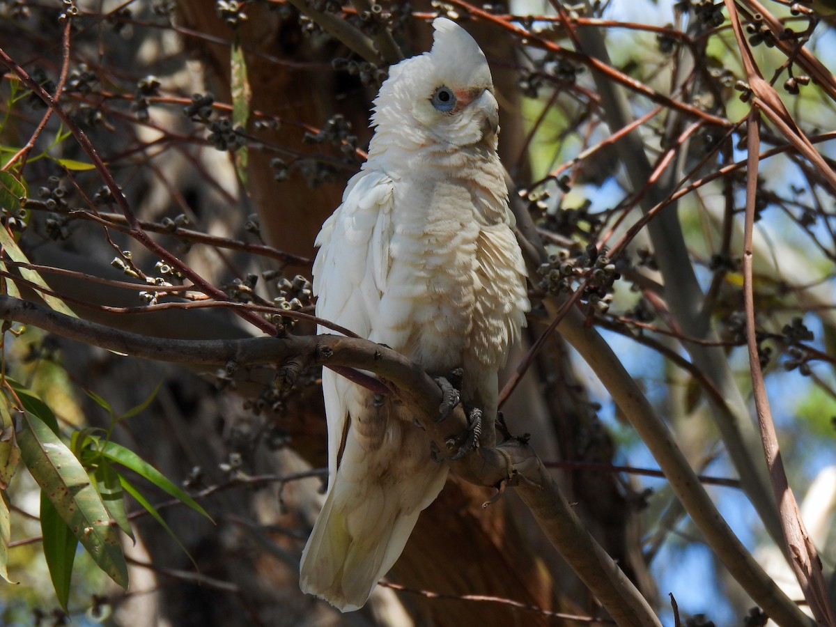 Little Corella - ML644309591