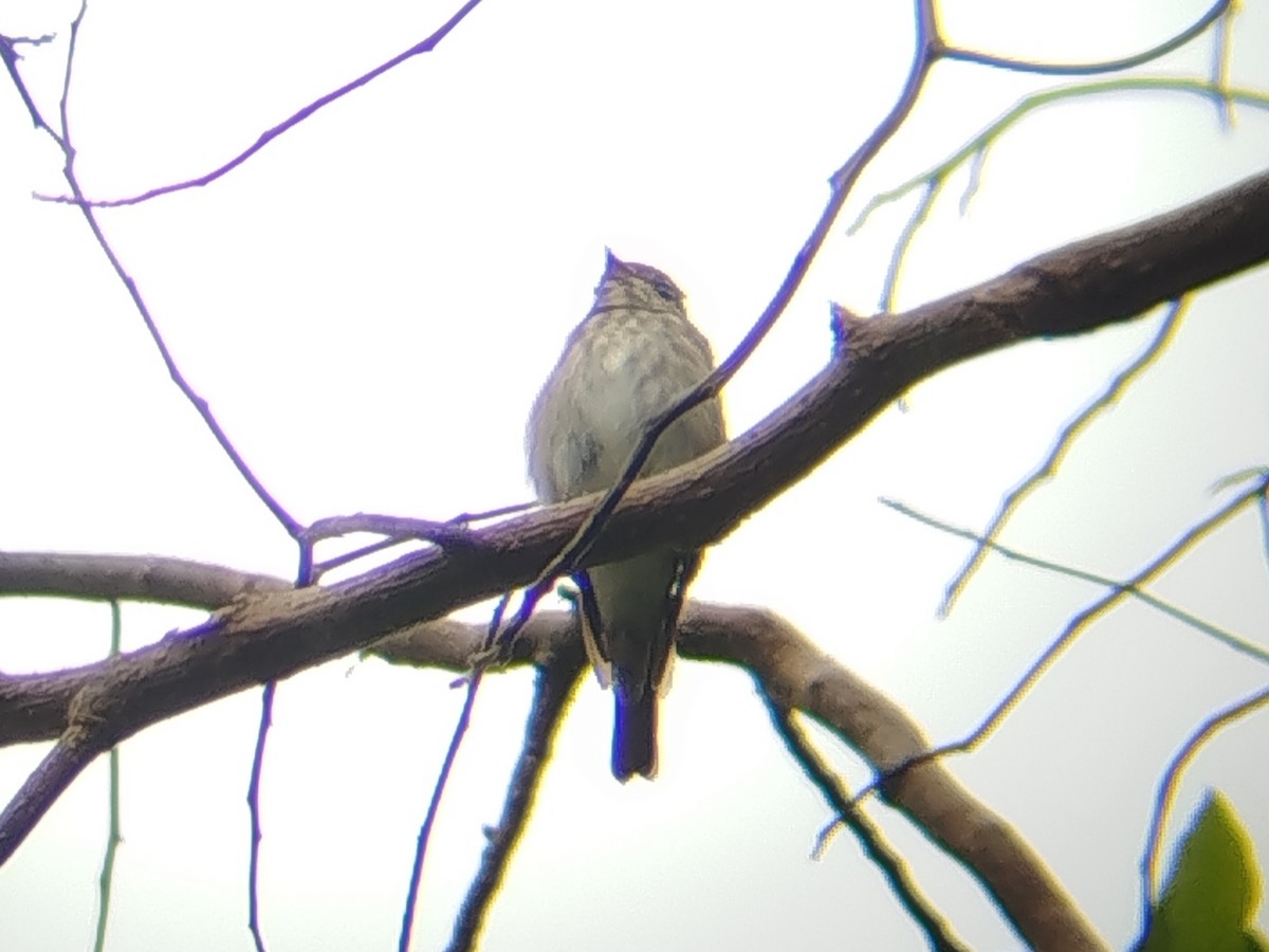 gråflankefluesnapper - ML644309592