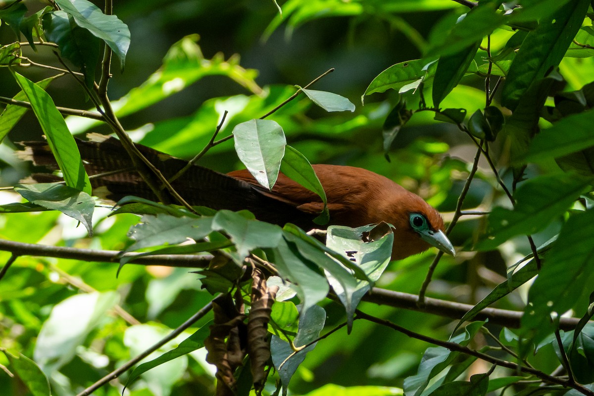 Raffles's Malkoha - ML644309609