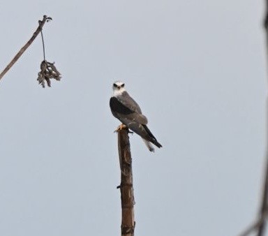 White-tailed Kite - ML644309612