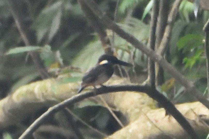 Malaysian Blue-banded Kingfisher - ML644309613