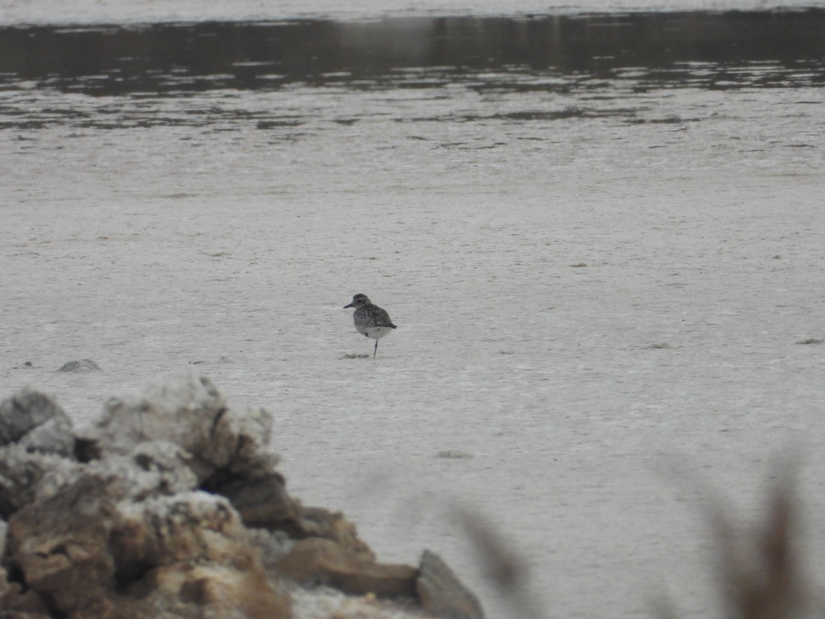 Black-bellied Plover - ML644309614