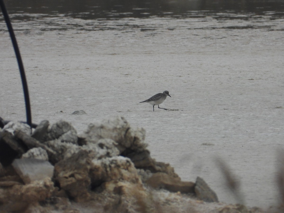 Black-bellied Plover - ML644309615