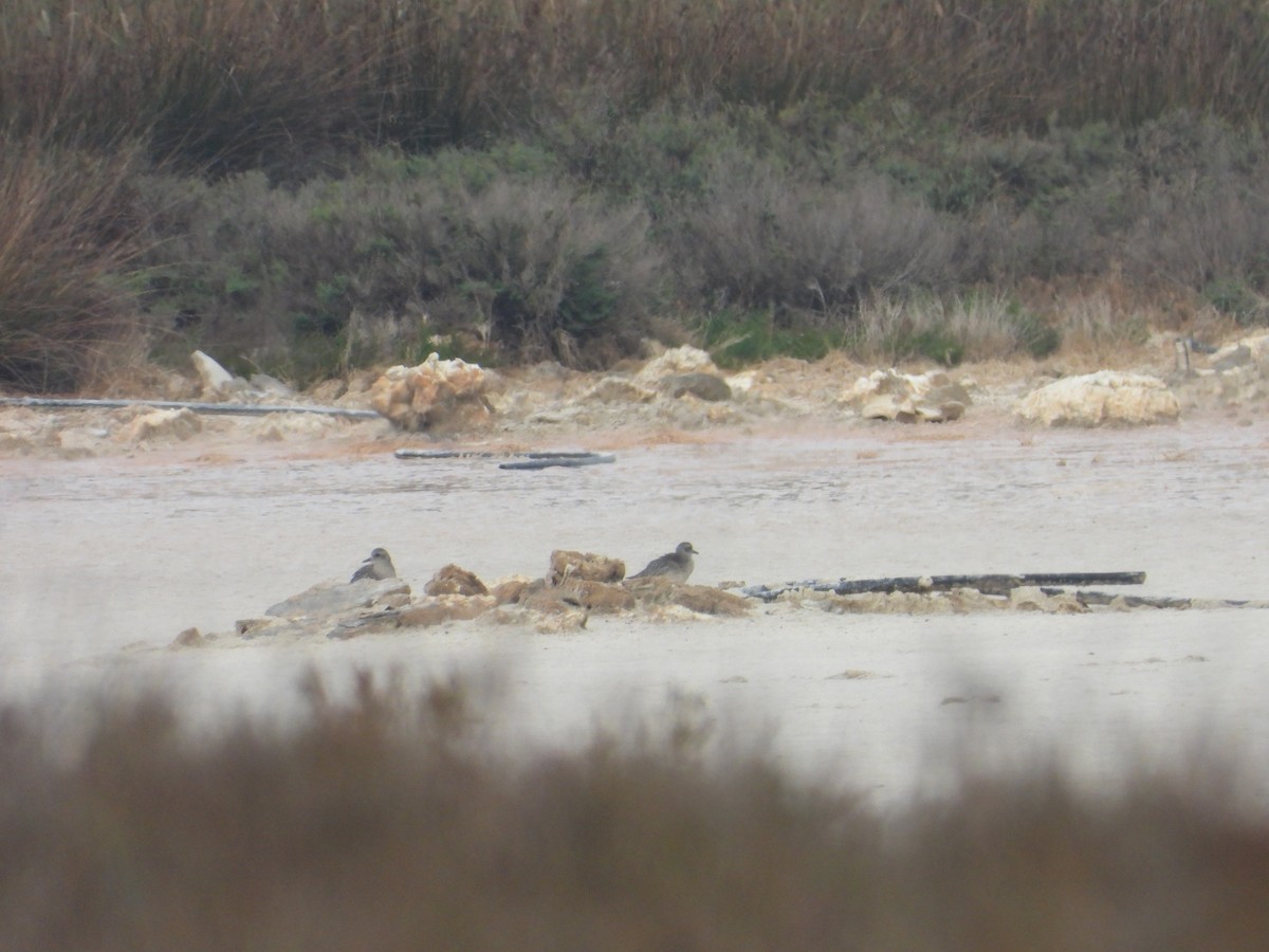 Black-bellied Plover - ML644309616