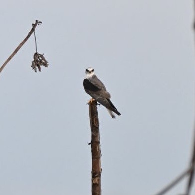 White-tailed Kite - ML644309617
