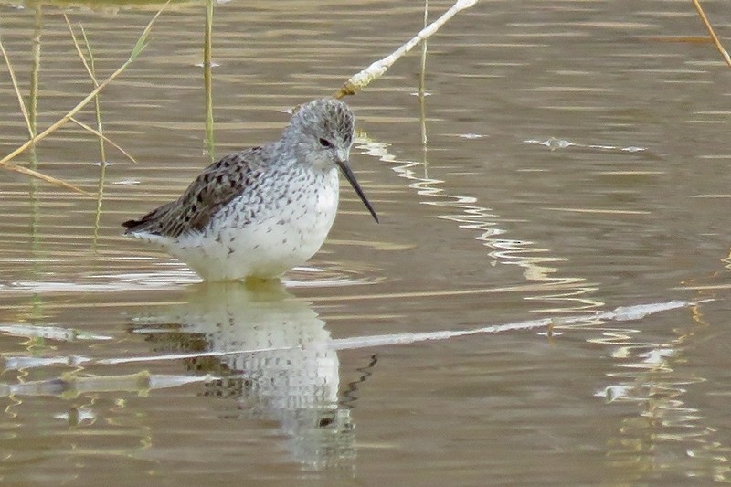 Marsh Sandpiper - ML644309618