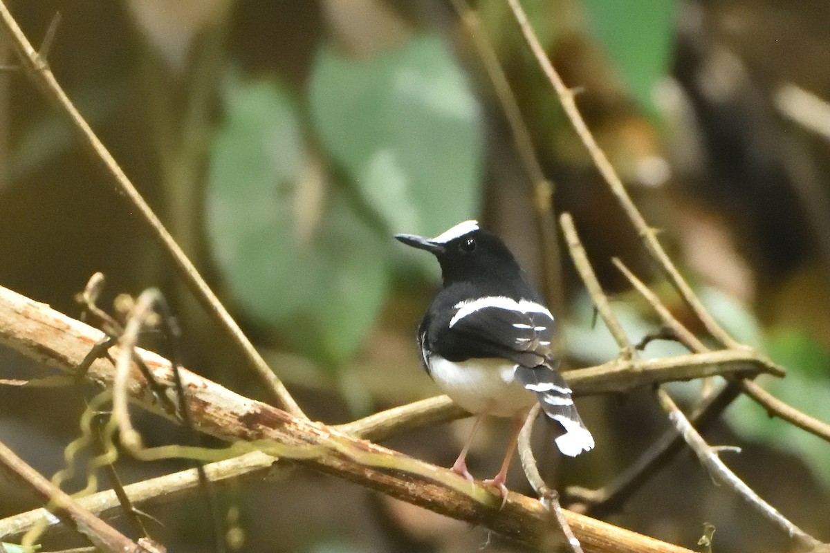 White-crowned Forktail - ML644309640