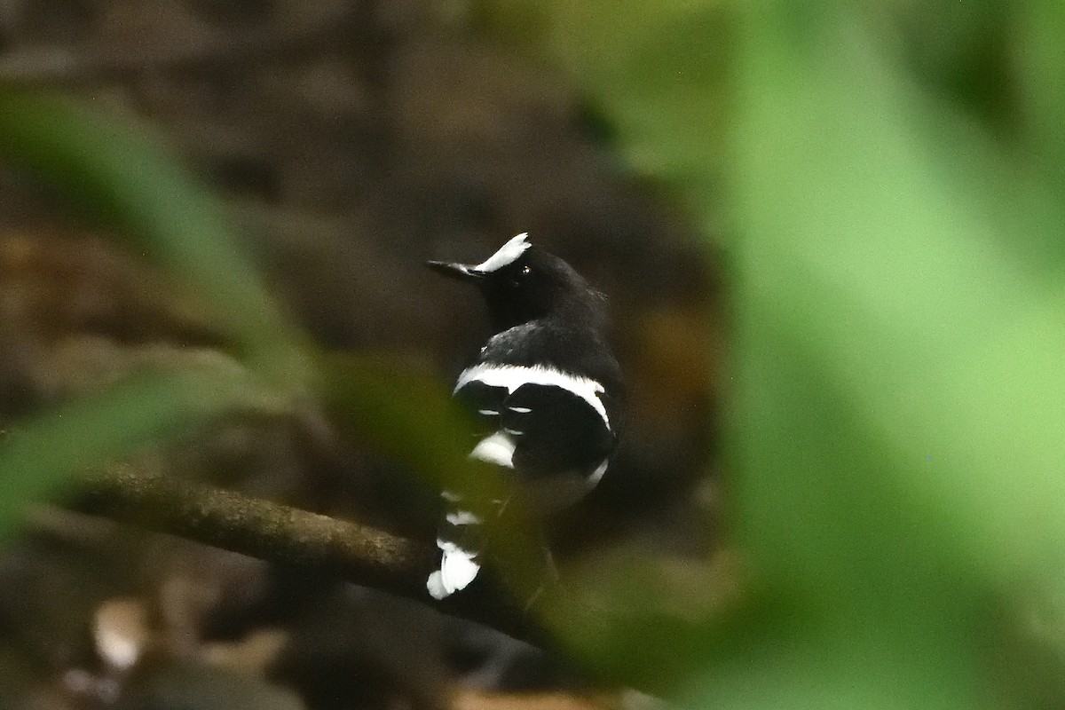 White-crowned Forktail - ML644309641