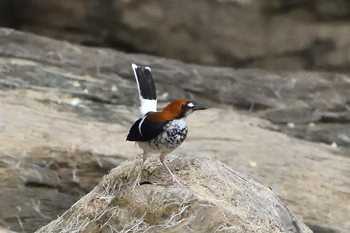 Chestnut-naped Forktail - ML644309644
