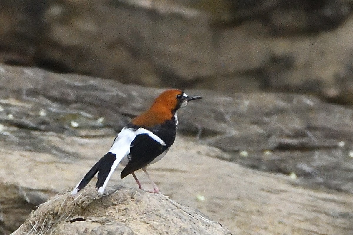 Chestnut-naped Forktail - ML644309645