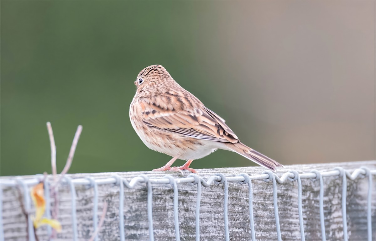 Vesper Sparrow - ML644309650