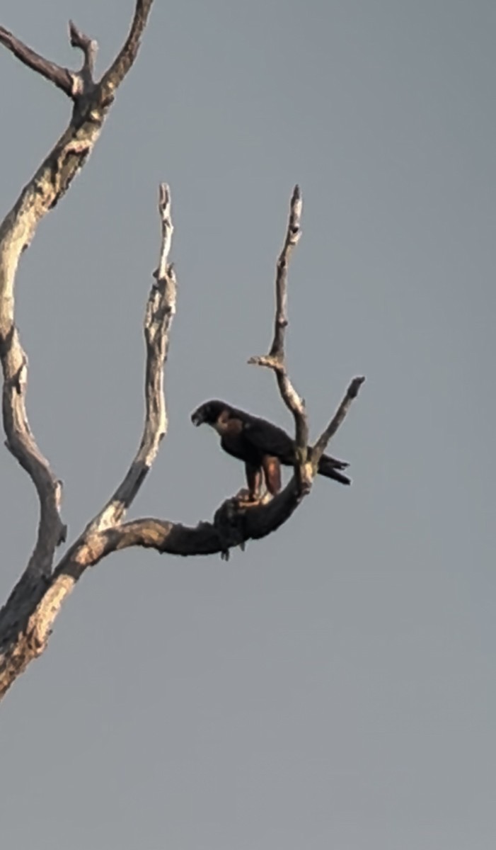 Orange-breasted Falcon - ML644309652
