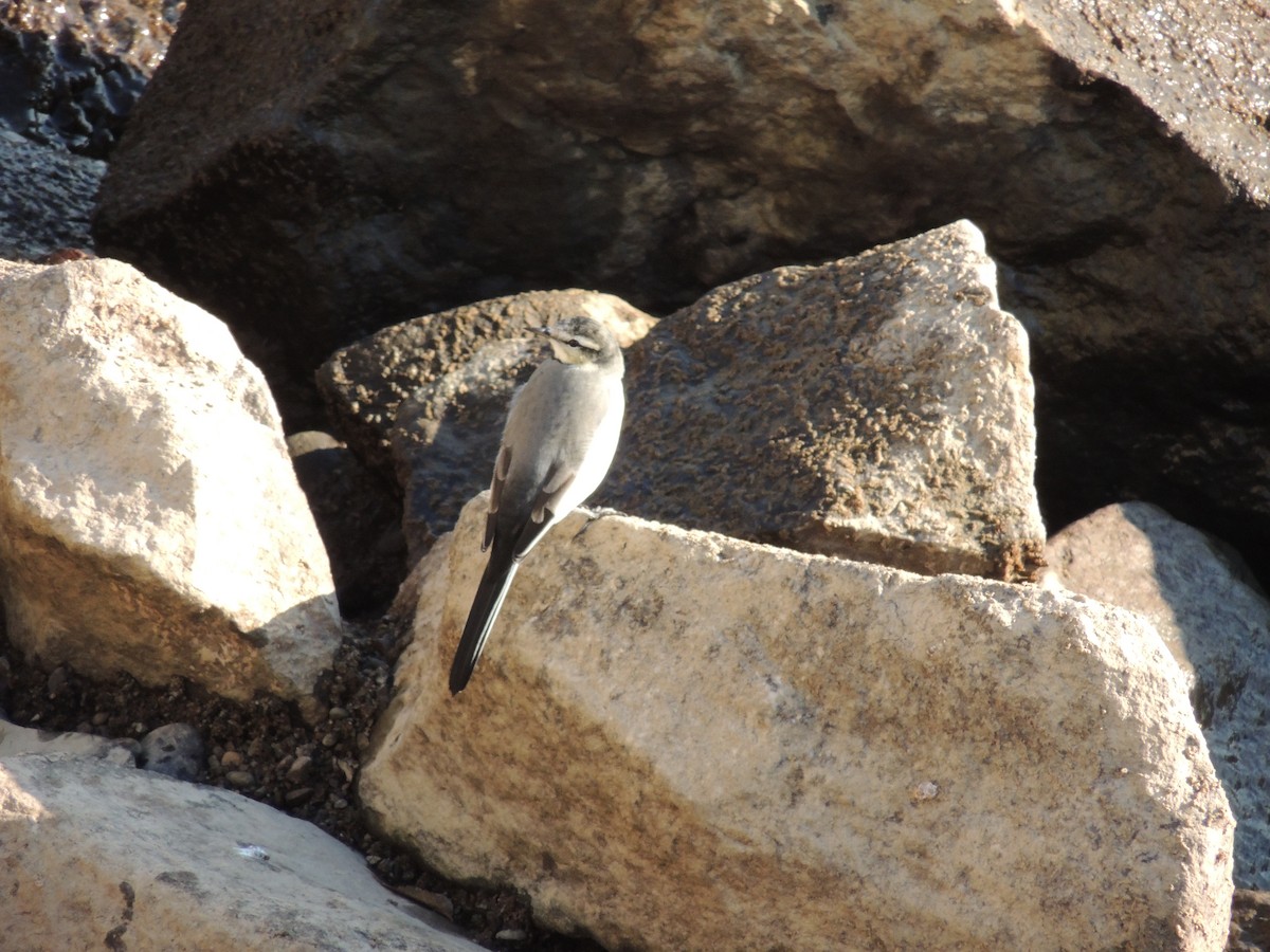 白鶺鴒 - ML644309656