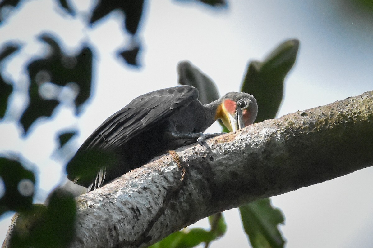 ボウシゲラ - ML644309657