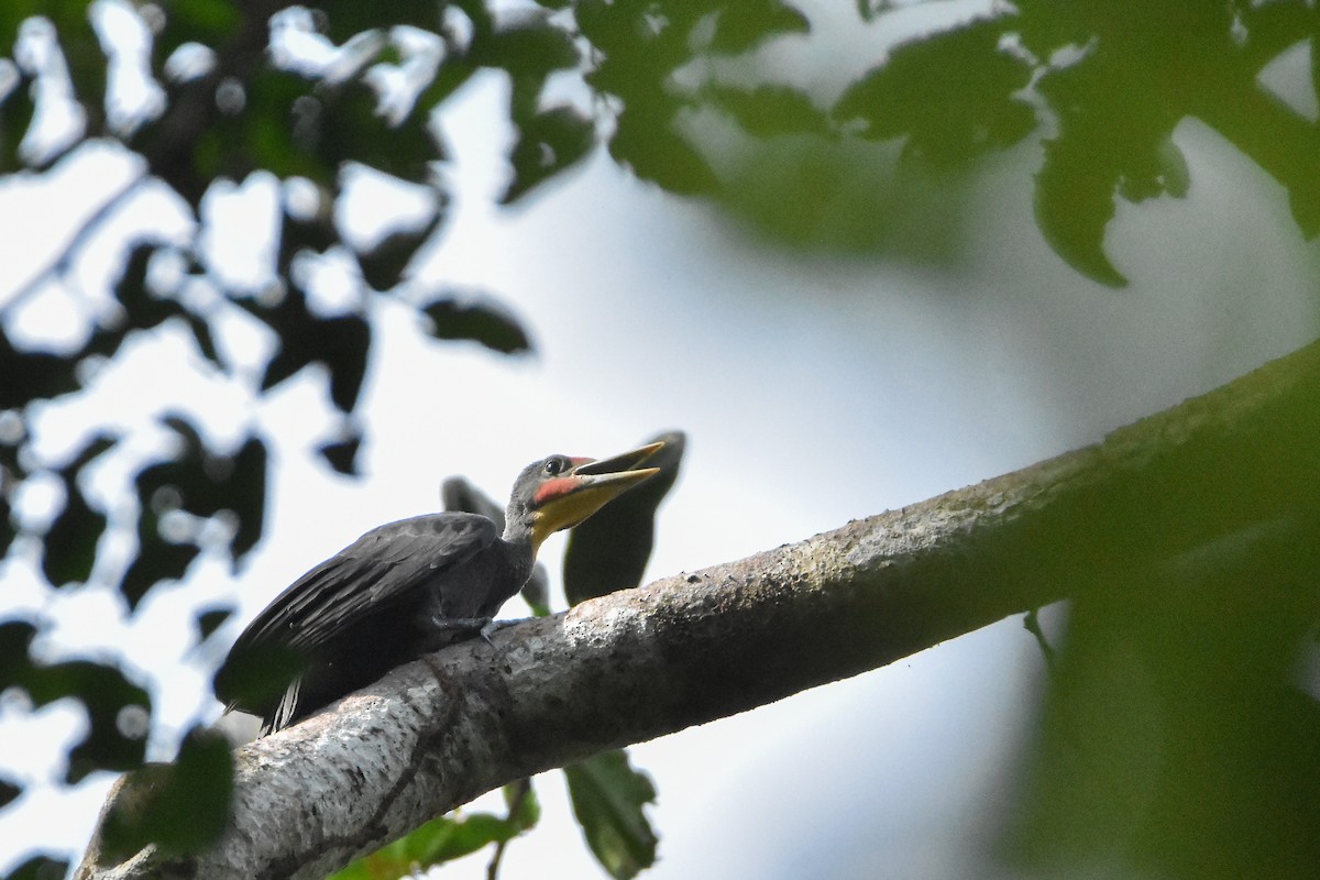 ボウシゲラ - ML644309658