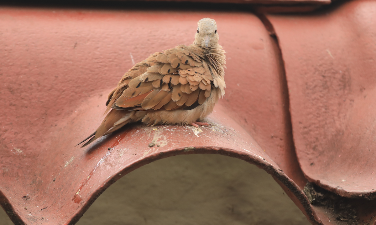 Ruddy Ground Dove - ML644309672