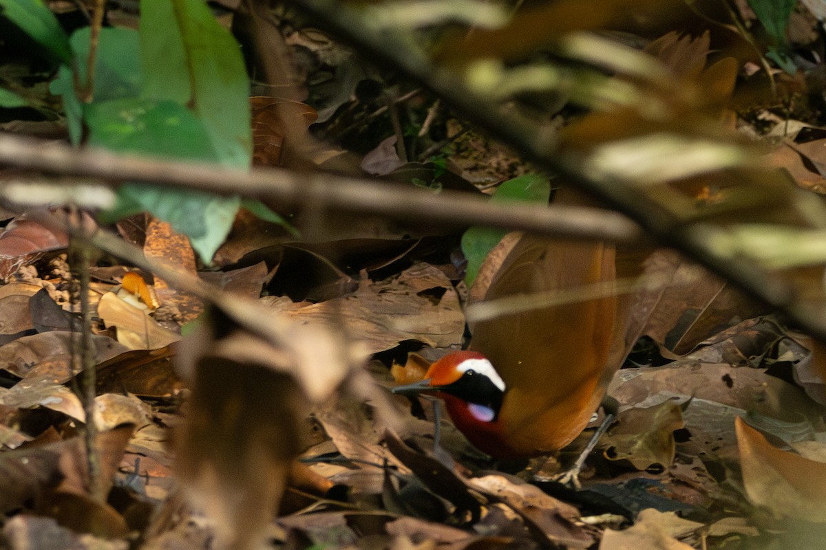 Malaysian Rail-babbler - ML644309681