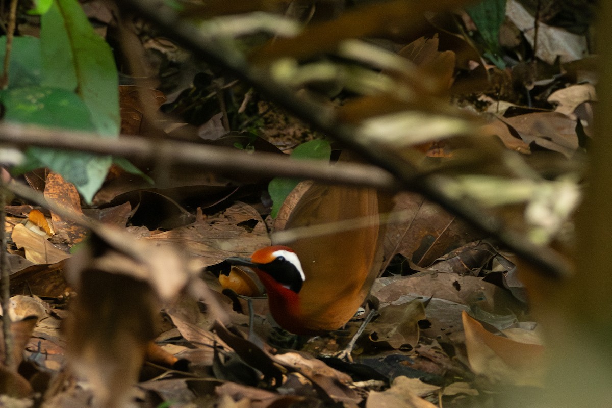 Malaysian Rail-babbler - ML644309682