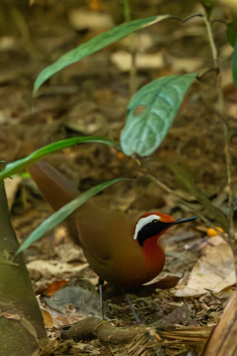 Malaysian Rail-babbler - ML644309683