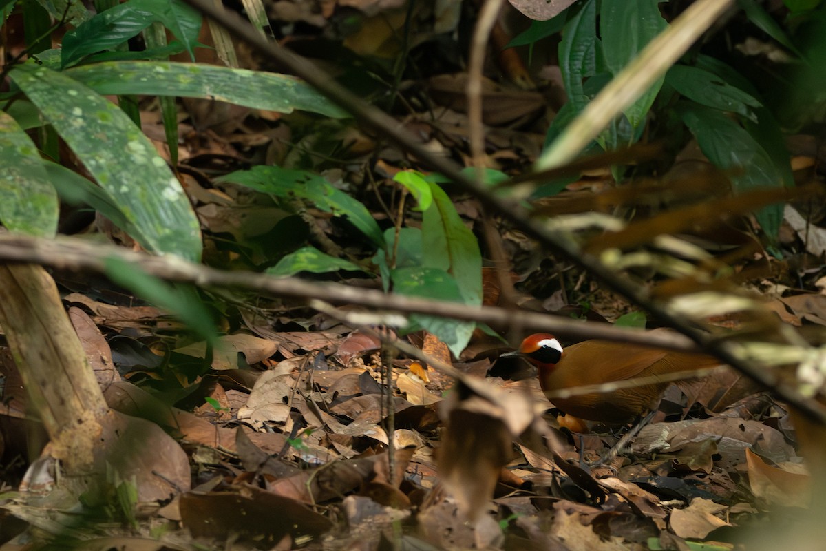 Malaysian Rail-babbler - ML644309684