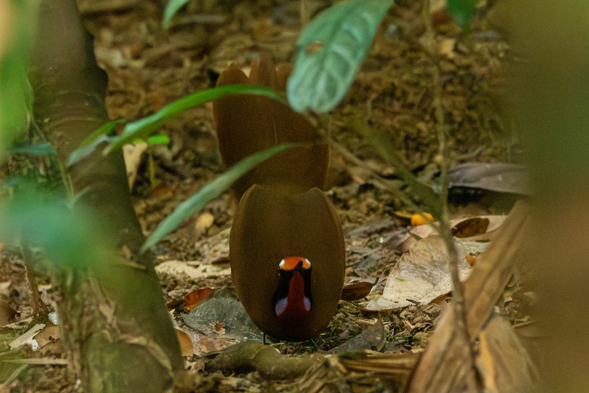 Malaysian Rail-babbler - ML644309685