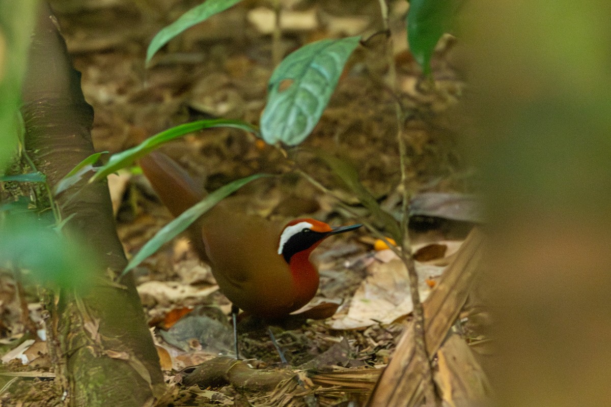 Malaysian Rail-babbler - ML644309686