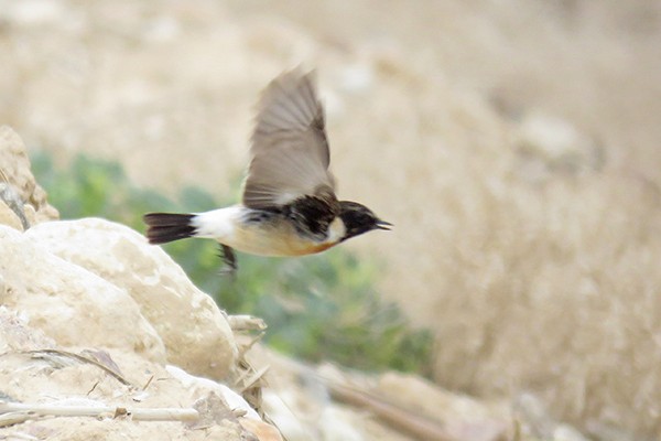 Siberian Stonechat - ML644309687