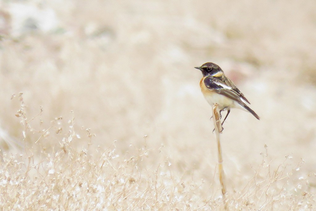 Siberian Stonechat - ML644309688