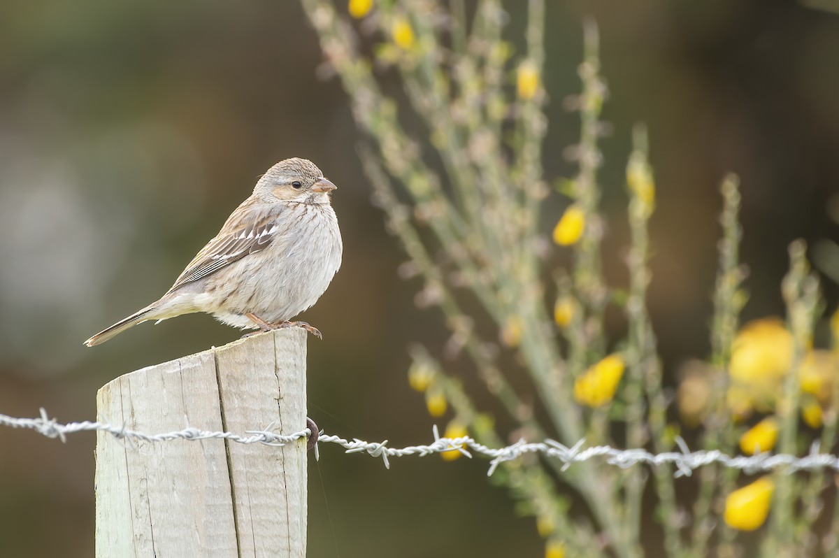Mourning Sierra Finch - ML644309698