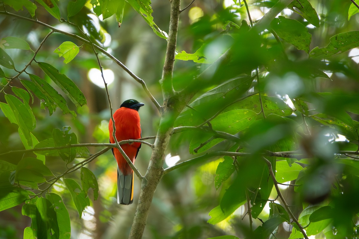 Scarlet-rumped Trogon - ML644309712