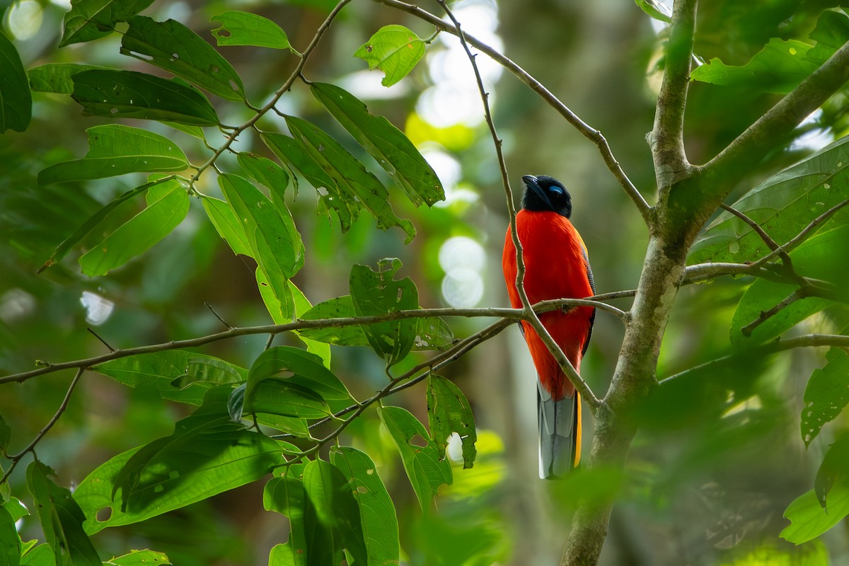 Scarlet-rumped Trogon - ML644309713
