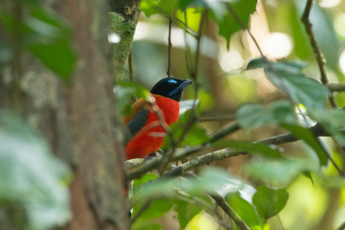 Scarlet-rumped Trogon - ML644309714