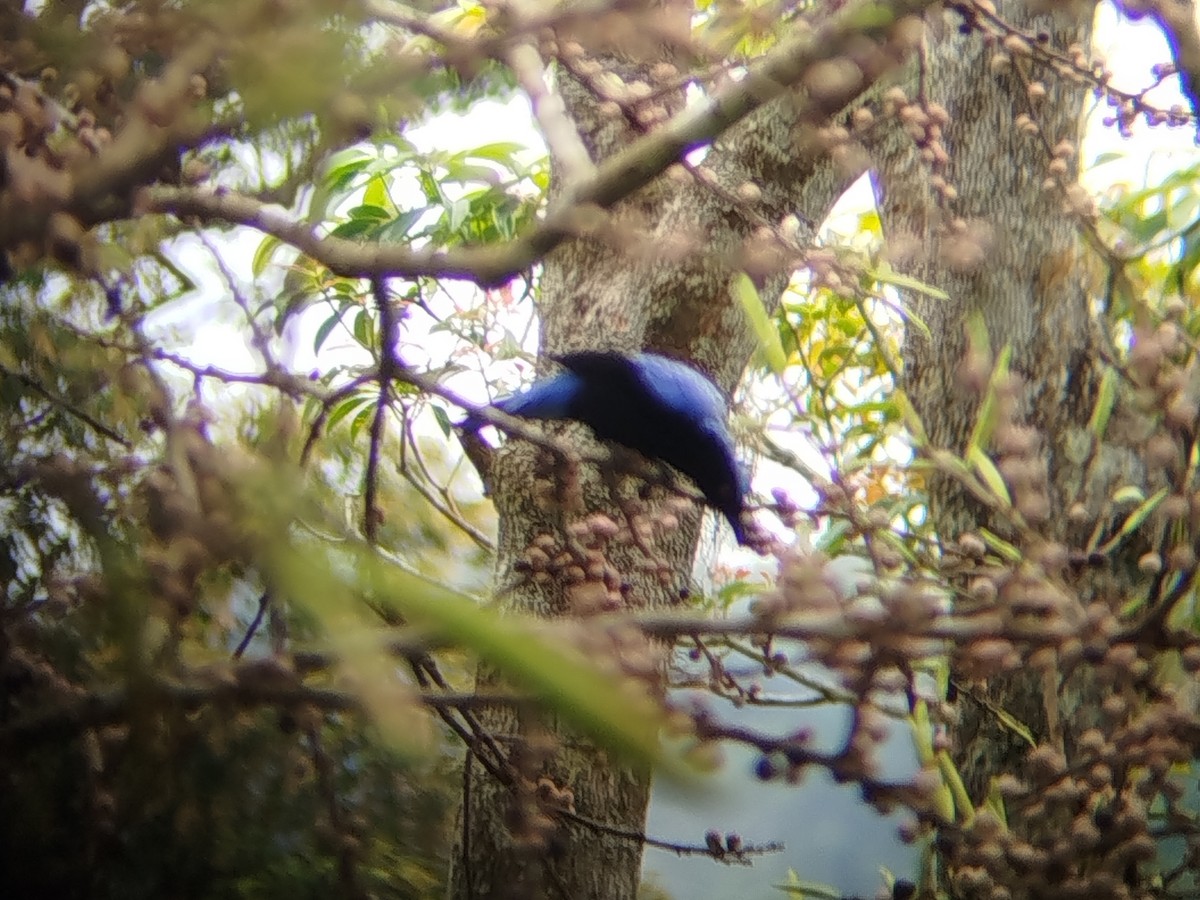 Asian Fairy-bluebird - ML644309718