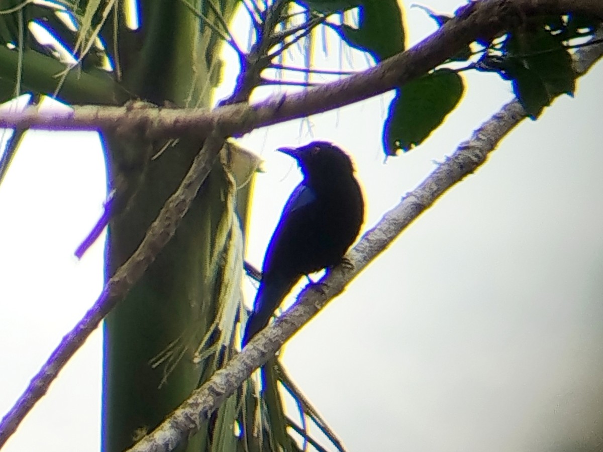 Asian Fairy-bluebird - ML644309719