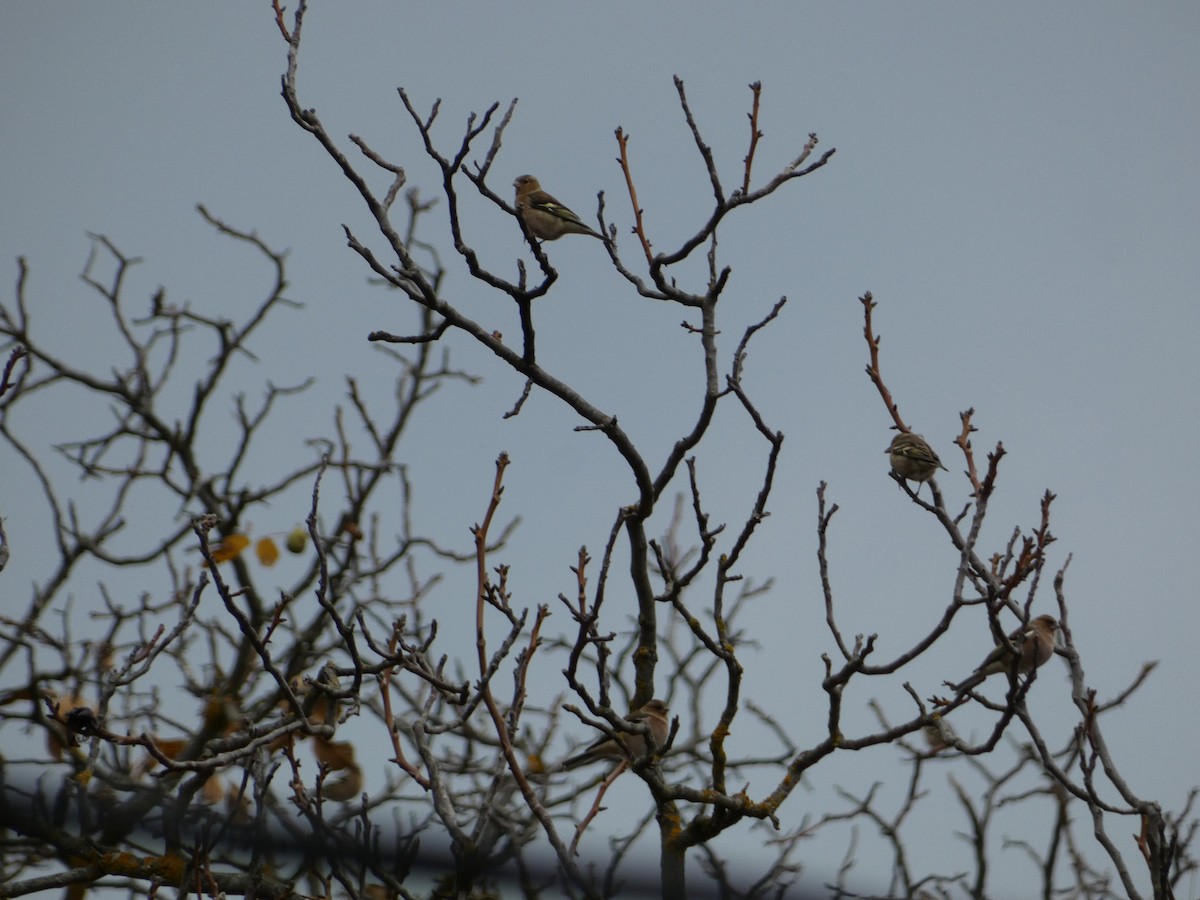 Зяблик звичайний - ML644309723