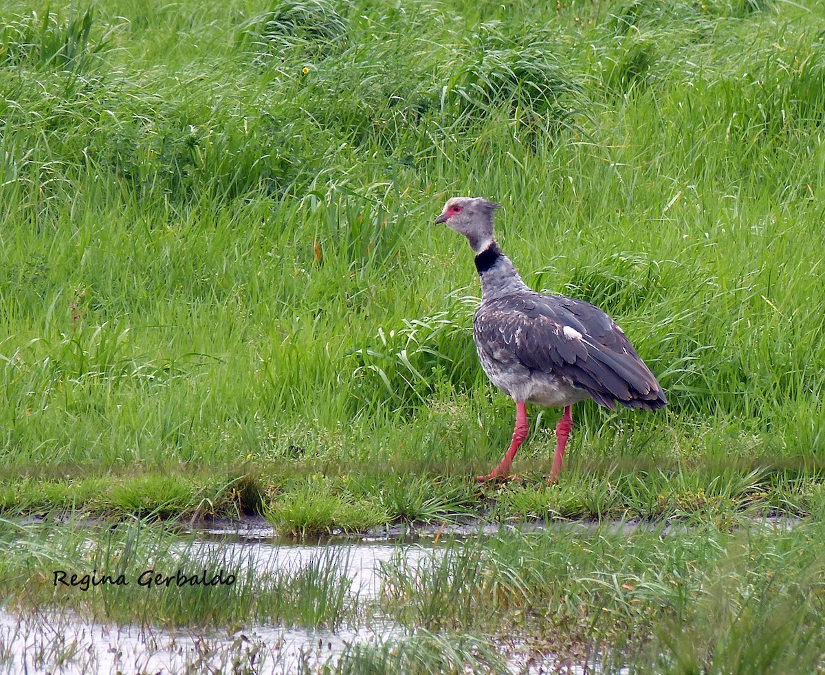 Southern Screamer - ML644309739