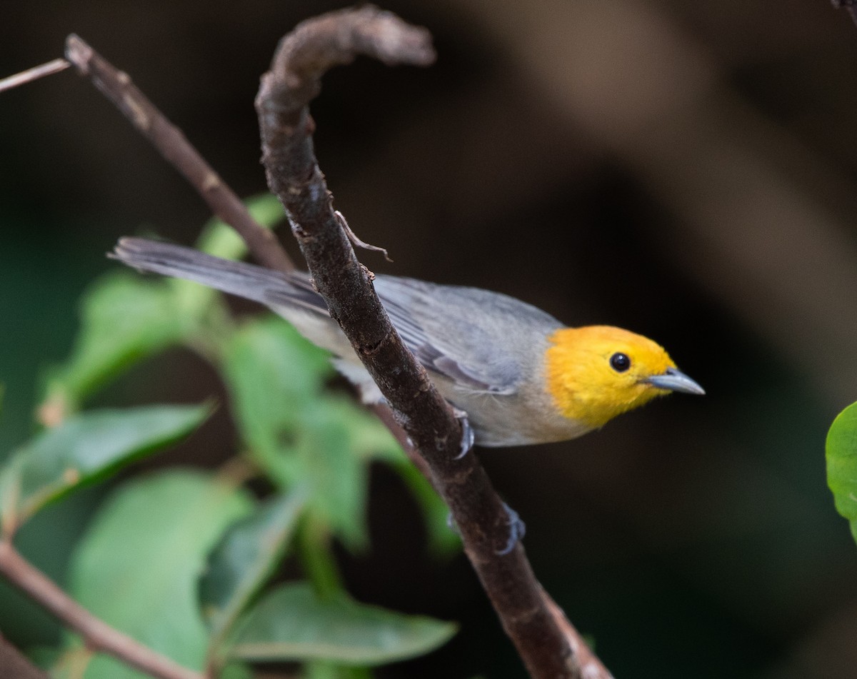 Orange-headed Tanager - ML644309745
