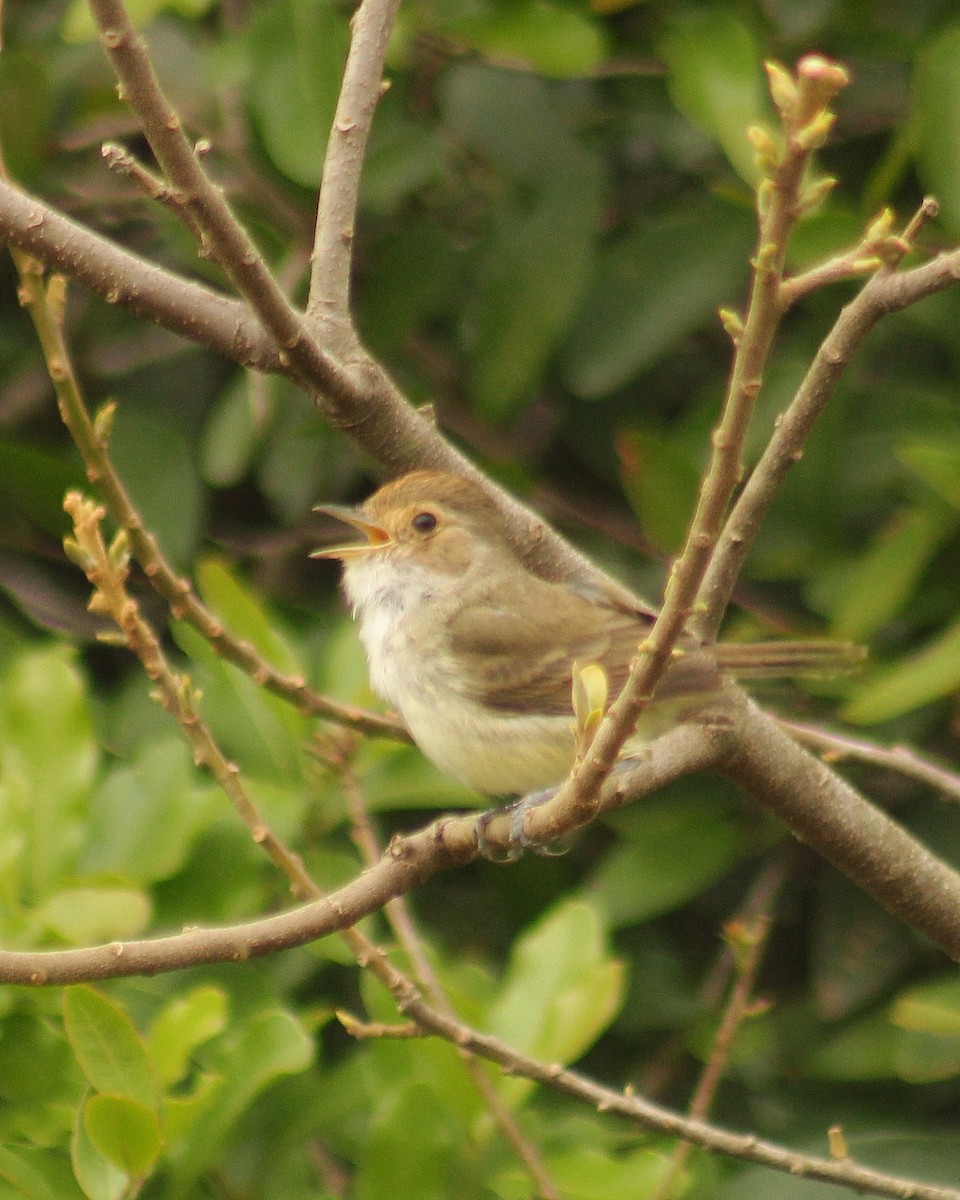Fulvous-crowned Scrub-Tyrant - ML644309757
