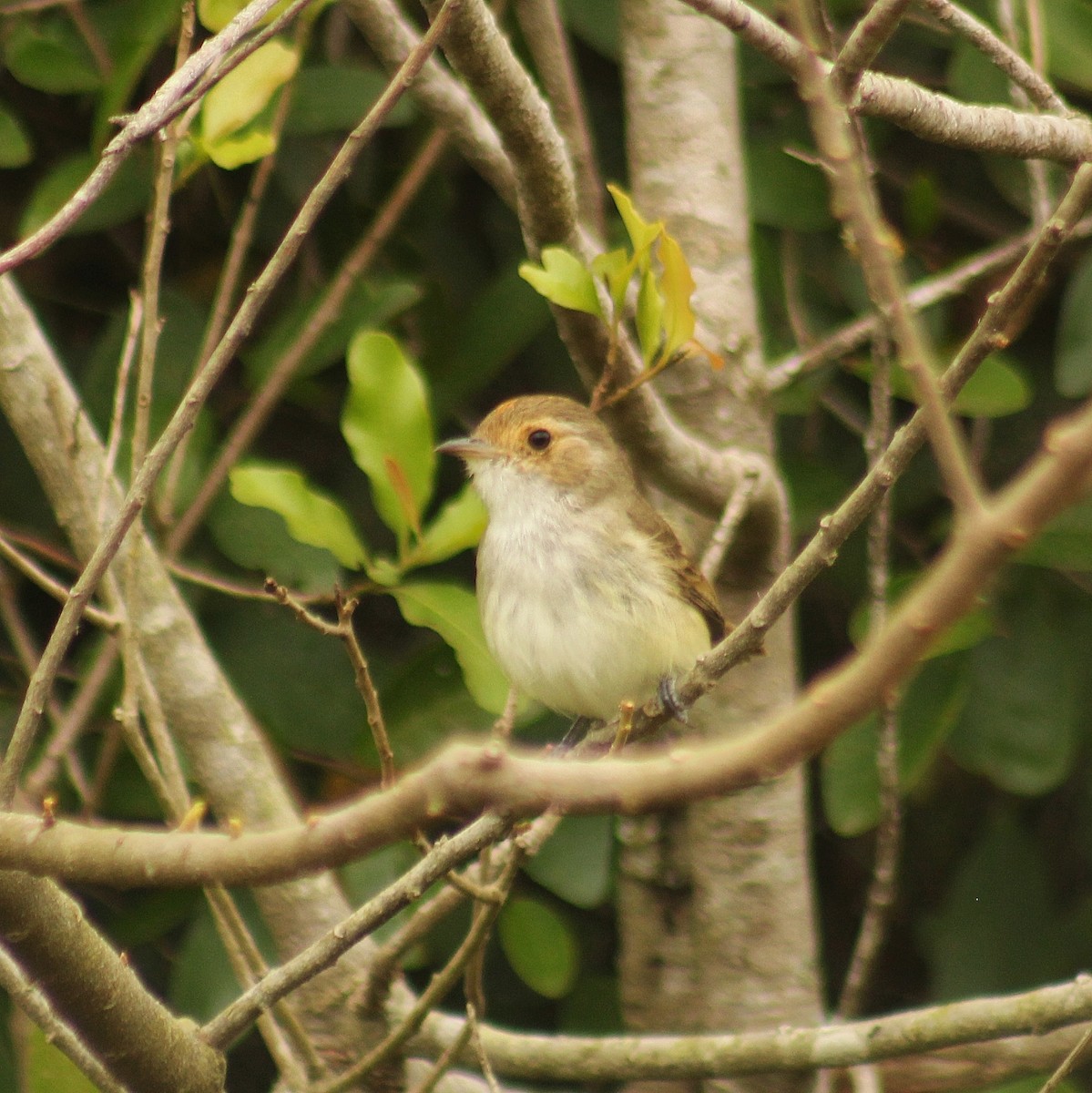 Fulvous-crowned Scrub-Tyrant - ML644309758
