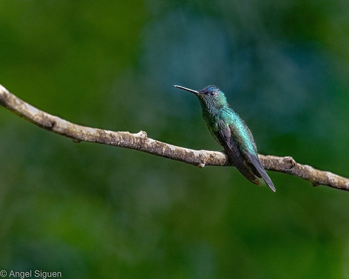 kolibřík fialovotemenný - ML644309759