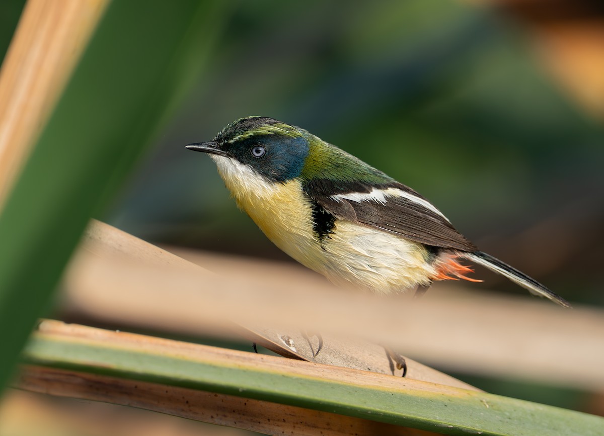 Many-colored Rush Tyrant - ML644309764