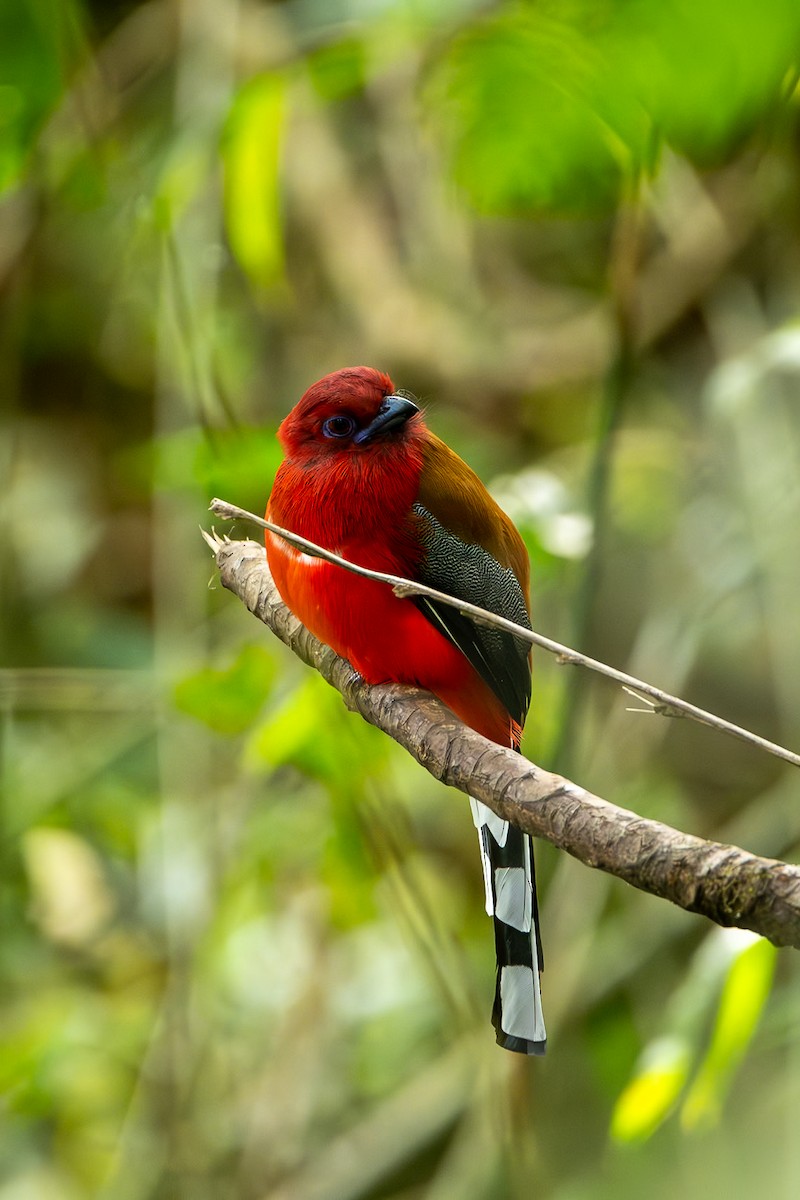 Red-headed Trogon - ML644309765