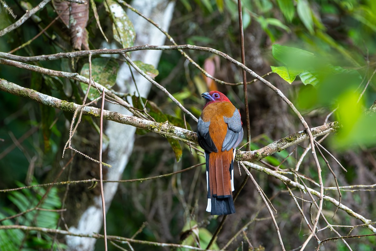 Red-headed Trogon - ML644309766