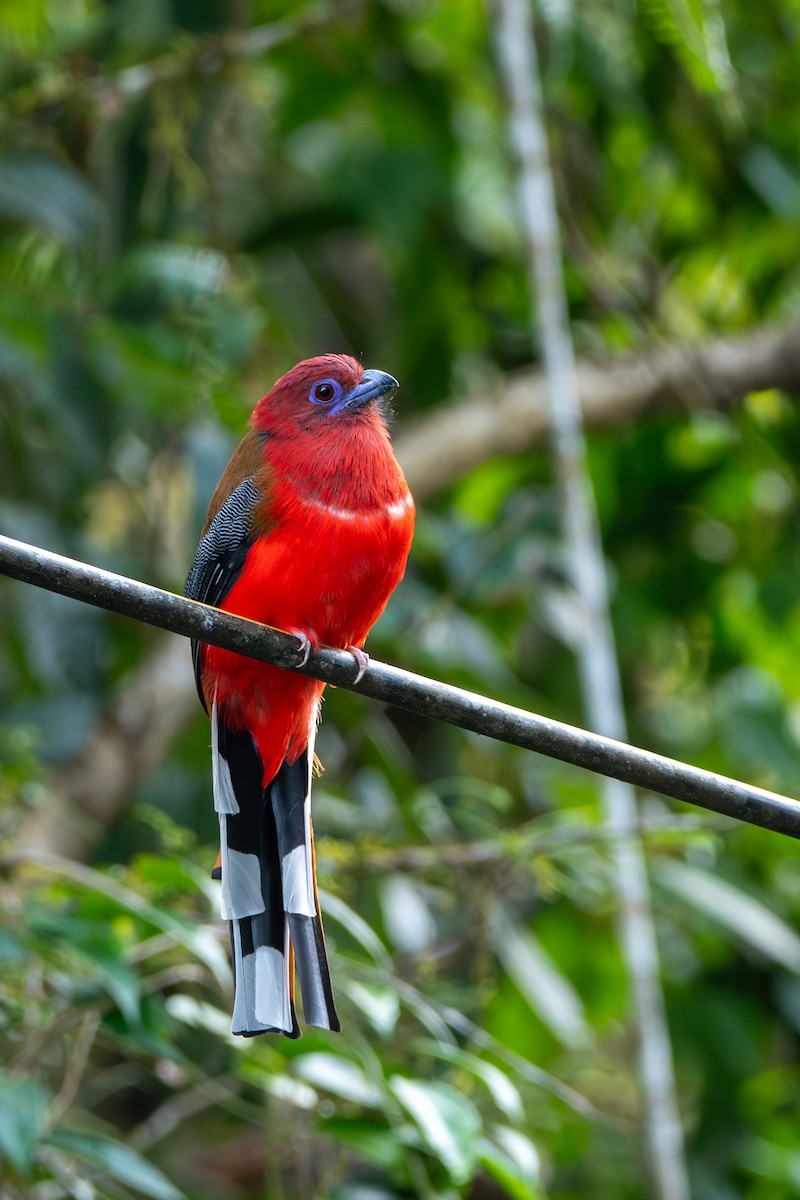 Red-headed Trogon - ML644309767