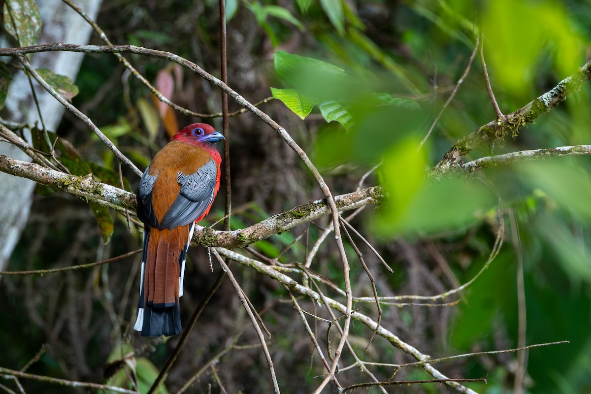 Red-headed Trogon - ML644309769