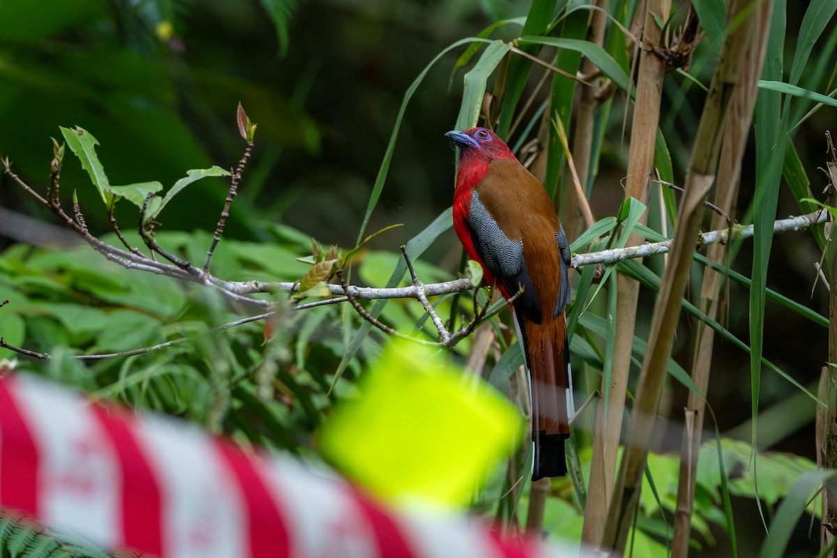 Red-headed Trogon - ML644309771
