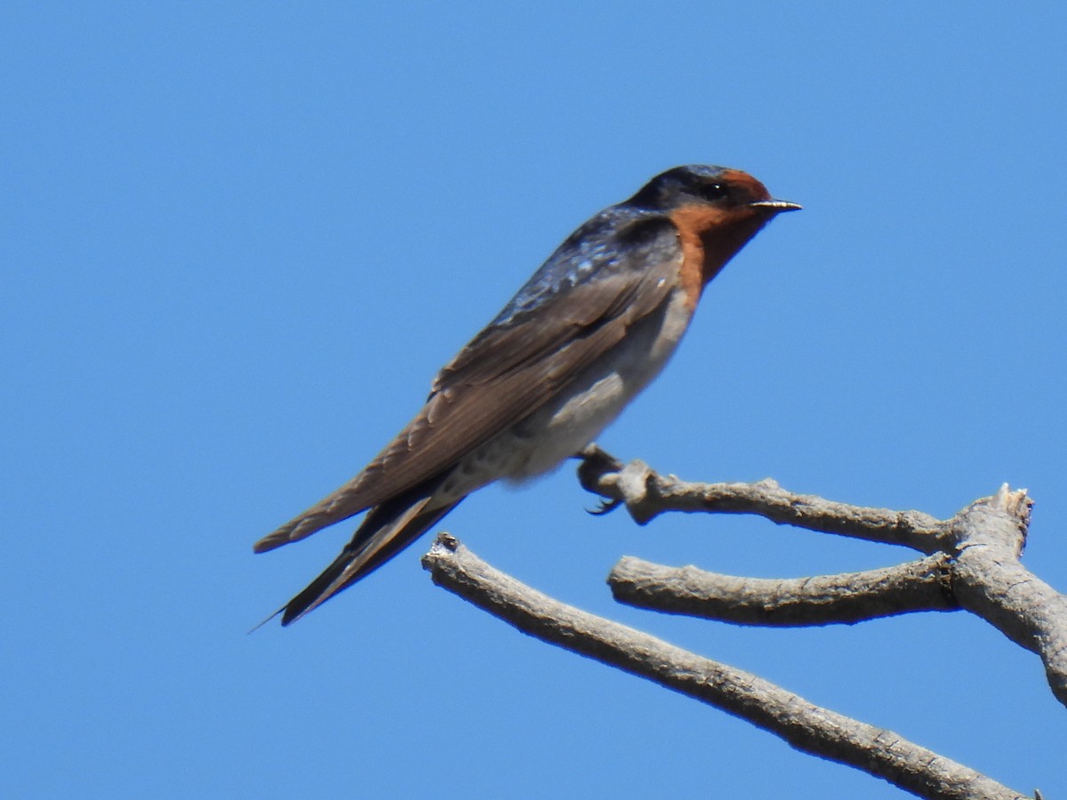 Welcome Swallow - ML644309772