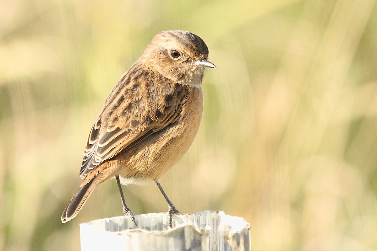 European Stonechat - ML644309777