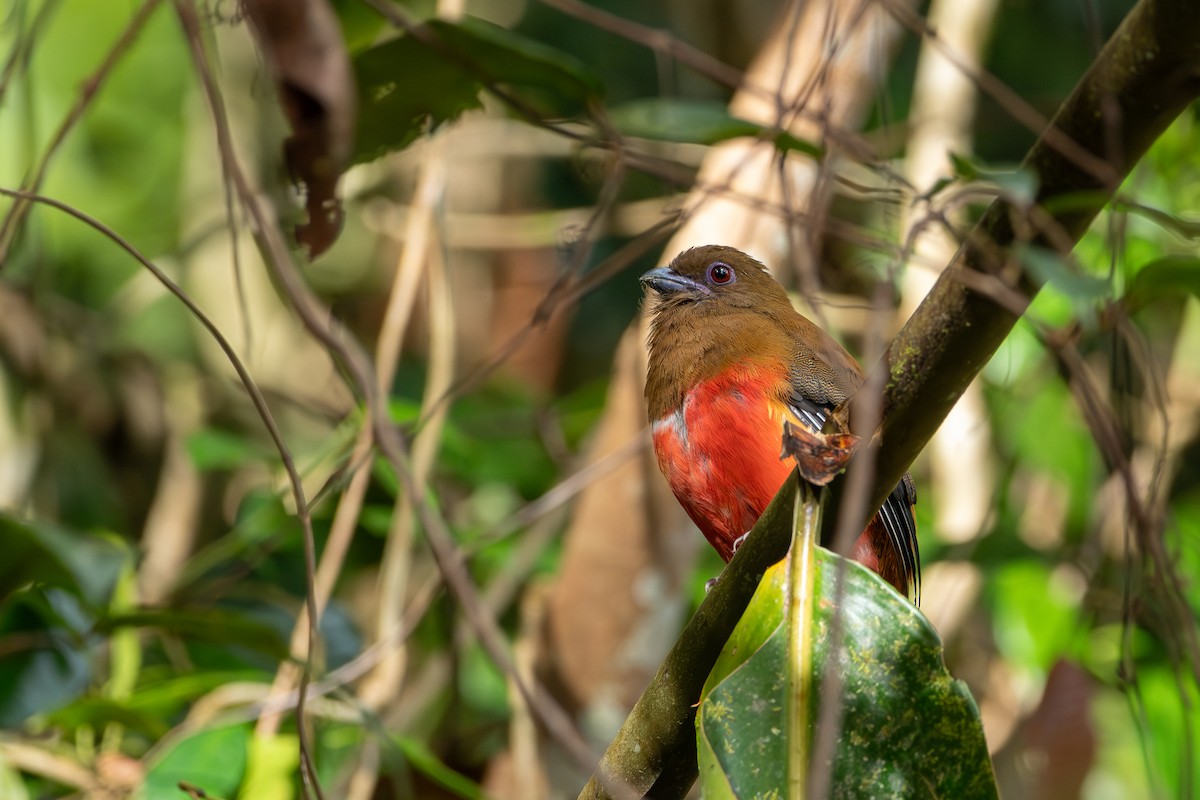 Red-headed Trogon - ML644309778