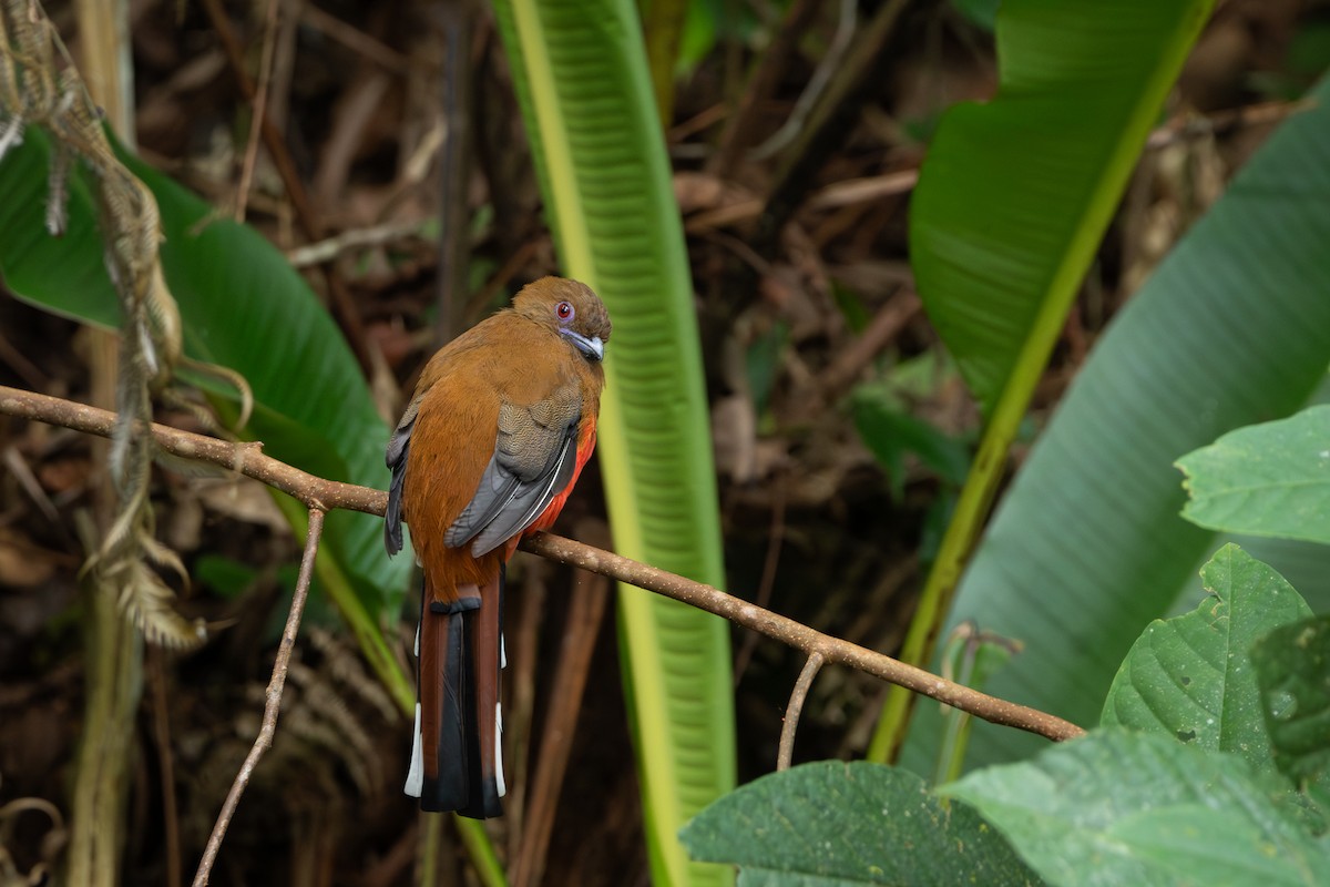 Red-headed Trogon - ML644309779